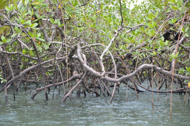 Mangrove Culture – Preserving memory to project a present